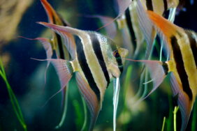 Pterophyllum altum fishing