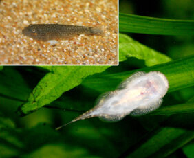 Gastromyzon fasciatus fishing