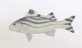 Crescent grunter