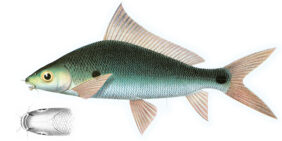Labiobarbus ocellatus fishing