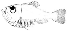 Halfnaked hatchetfish