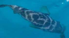 Bullseye puffer