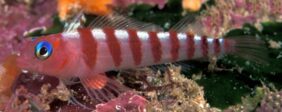 Blue-eyed triplefin