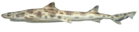 Mack's whiskery shark
