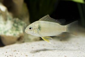 Etia nguti fishing