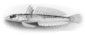 Draconetta xenica fishing