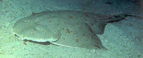 Pacific angel shark