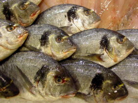 Snapper