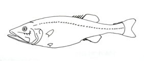 Hispidoberyx ambagiosus fishing