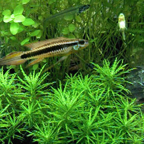 Taeniacara candidi fishing