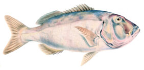 Red steenbras