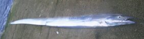 Razorback scabbardfish