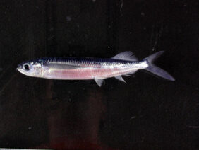 Oxyporhamphus micropterus micropterus fishing