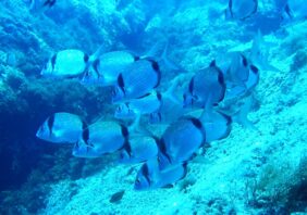 Common two-banded sea bream