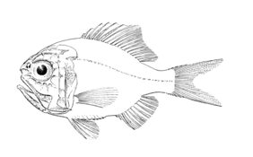 Giant sawbelly