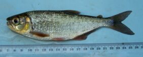 Brycon behreae fishing