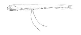 Loosejaw