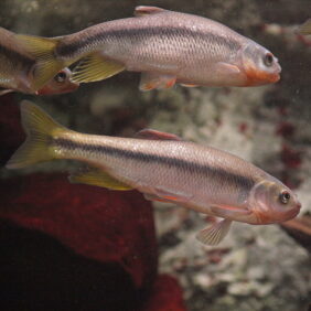 Nipponocypris sieboldii fishing