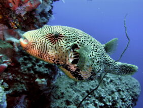 Map puffer