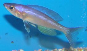 Cyprichromis leptosoma fishing