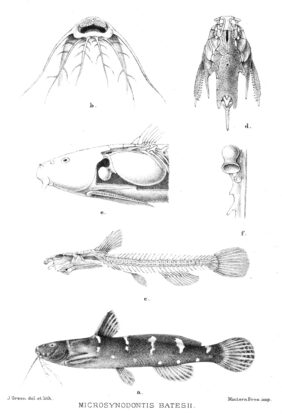 Microsynodontis batesii fishing