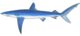 Blue shark