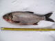 Silver carp