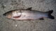 Grass carp