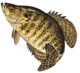 White Crappie