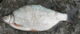Silver Bream