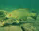 Smallmouth bass