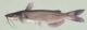 Channel catfish