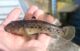 Round goby