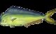 Mahi-mahi