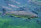 Ocean Trout