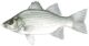 White bass