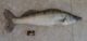 Pike perch