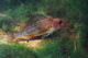 Ruffe