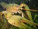 Danube crayfish