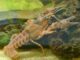 Delcore Crayfish