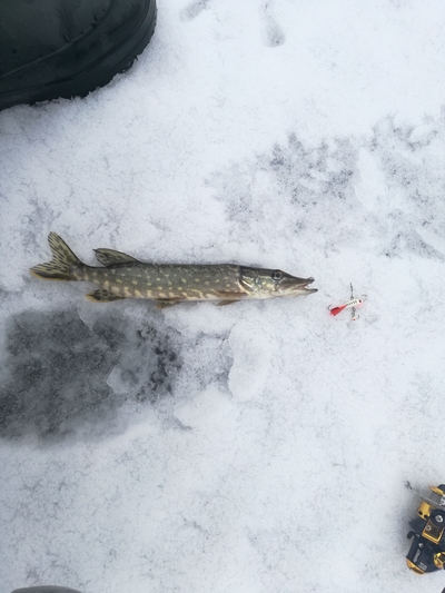 Northern Pike