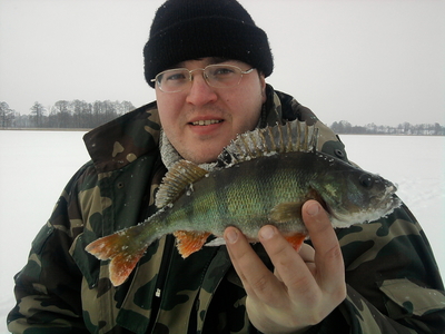 Eurasian perch