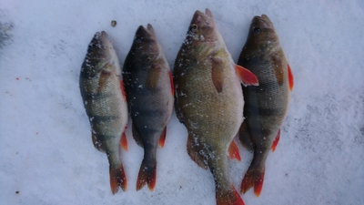 Eurasian perch