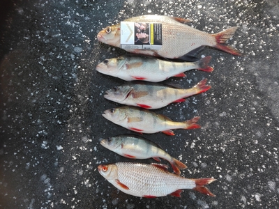 Eurasian perch
