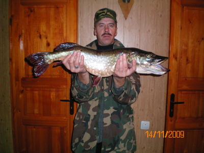 Northern Pike