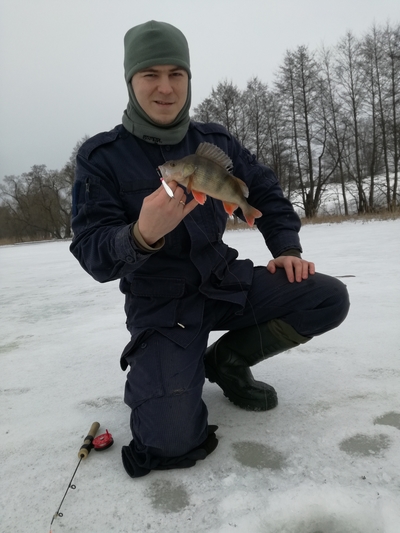 Eurasian perch