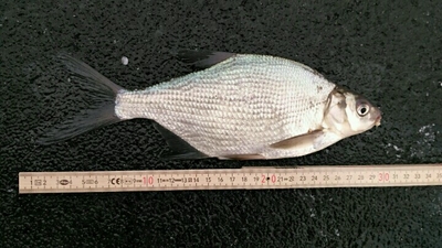 Carp bream