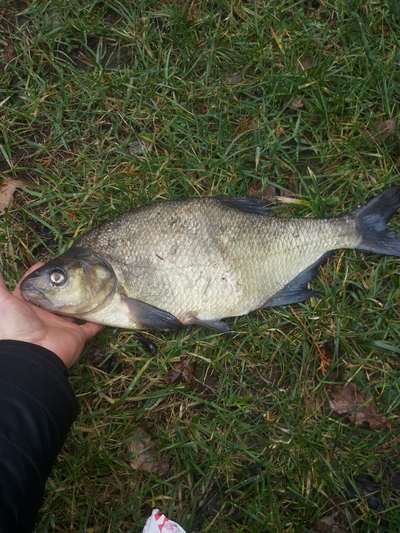 Carp bream