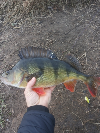 Eurasian perch