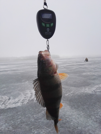 Eurasian perch
